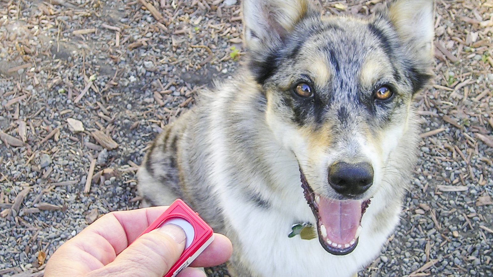 Dog Training Essentials: Complete Practical Course