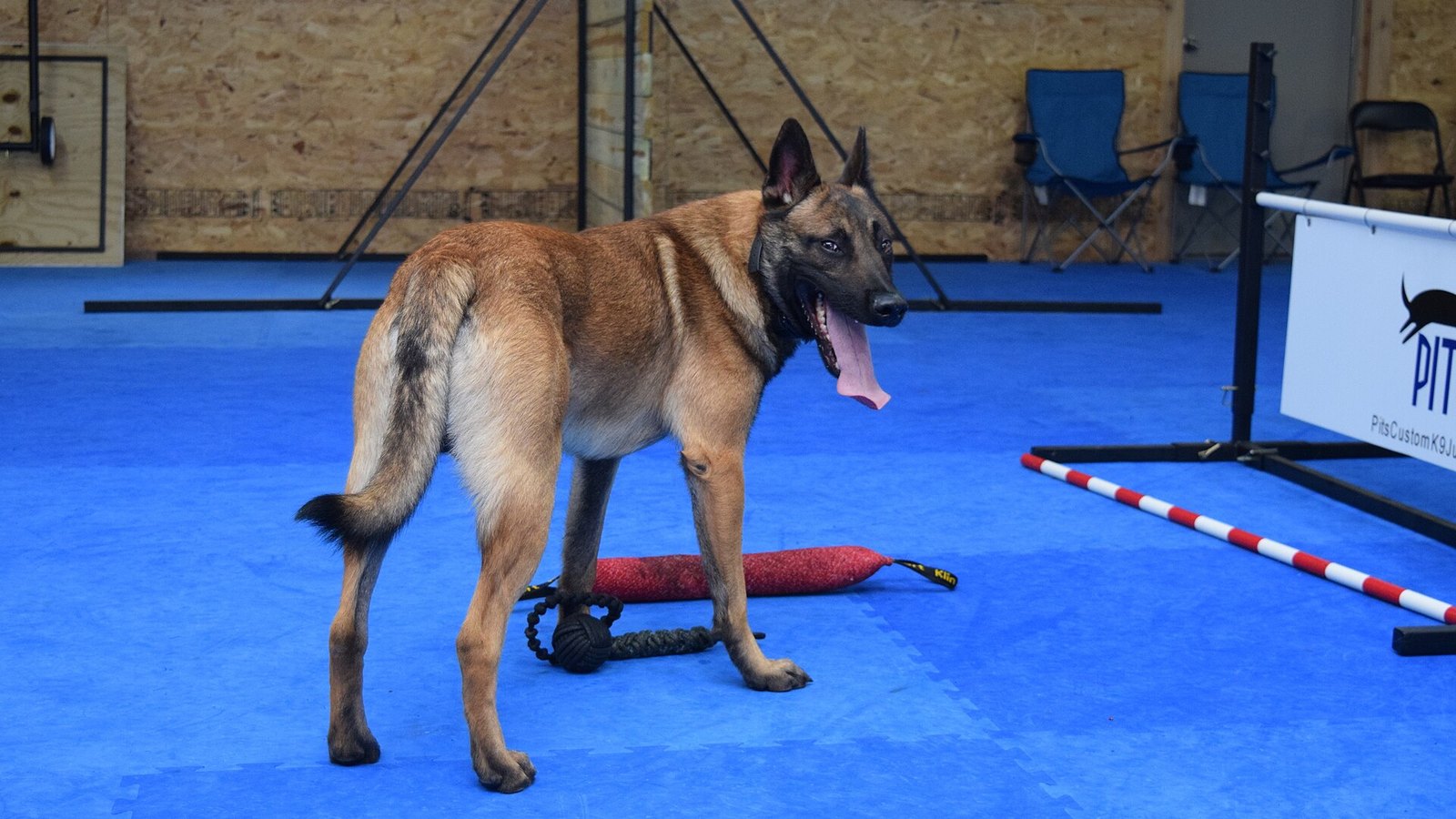 Dog Training Video Library (30 clips)