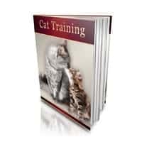 Cat Training! 2