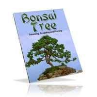 Bonsai Tree 1