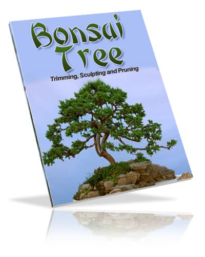 Beautiful Bonsai Tree trimming and sculpting guide with digital PLR resell rights
