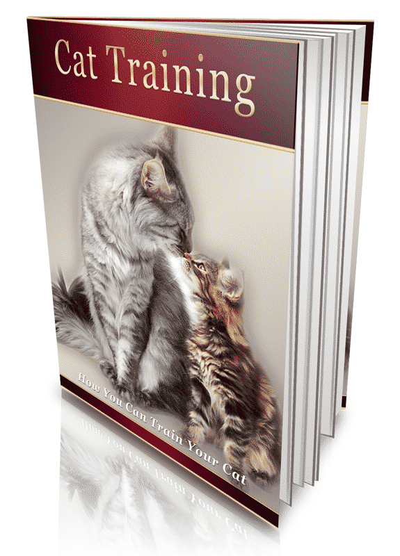 Cat Training!